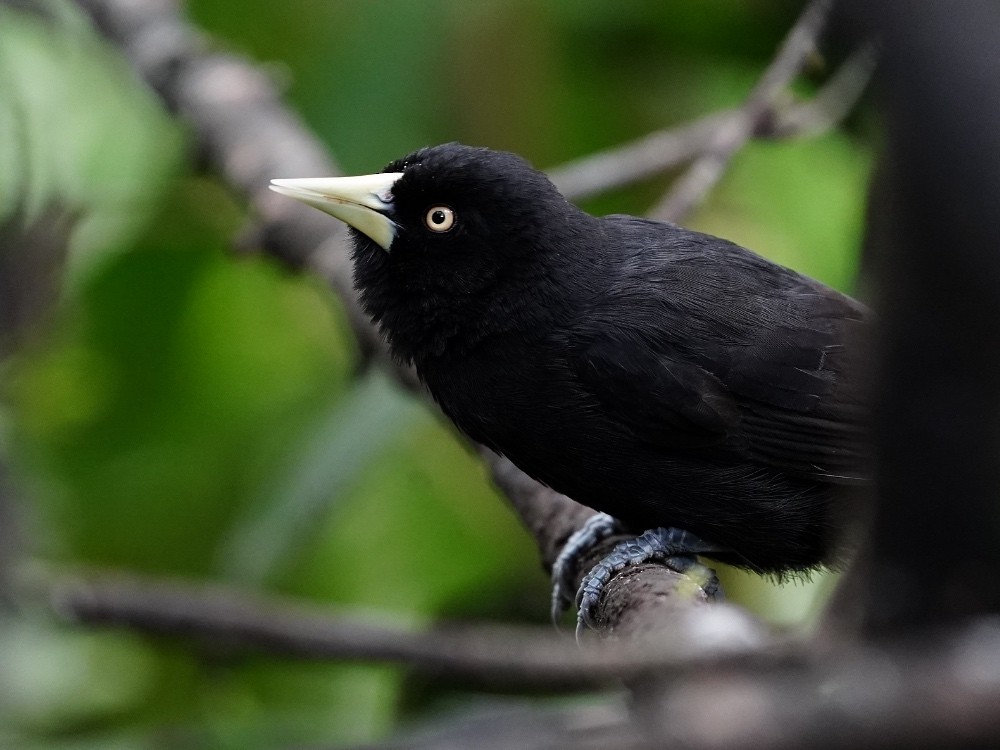 Yellow-billed Cacique - ML508028881