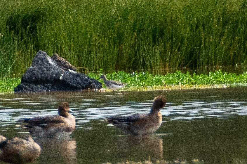 Wood Sandpiper - ML508029131