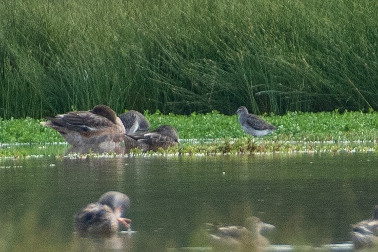 Wood Sandpiper - ML508029141