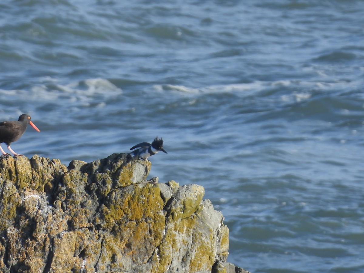 Belted Kingfisher - ML508029401