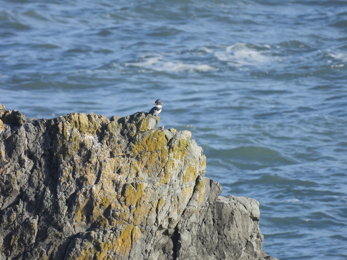 Belted Kingfisher - ML508029431
