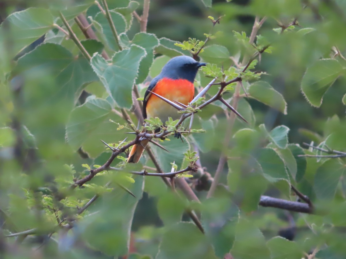 Small Minivet - J.A. Jensen