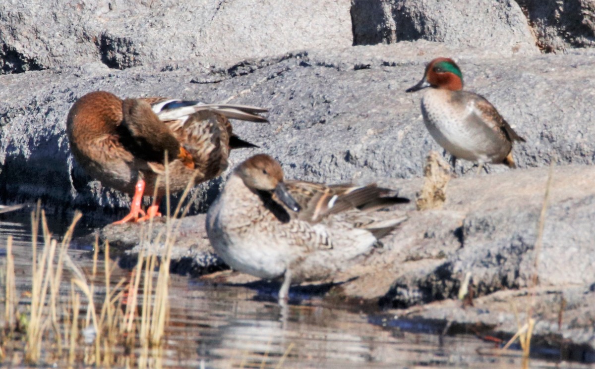 Green-winged Teal - ML508031891