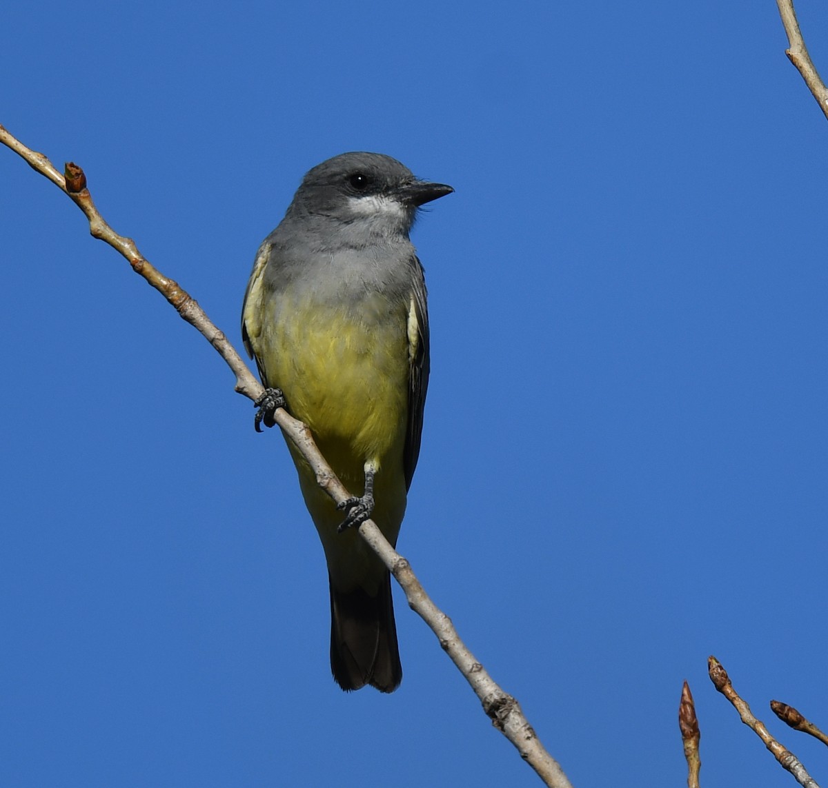 Cassin's Kingbird - ML508032991