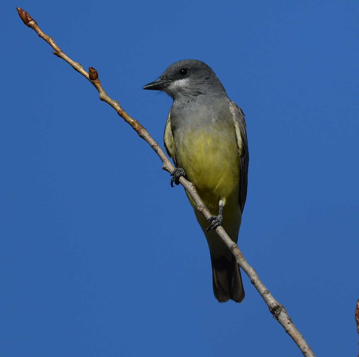 Cassin's Kingbird - ML508033011