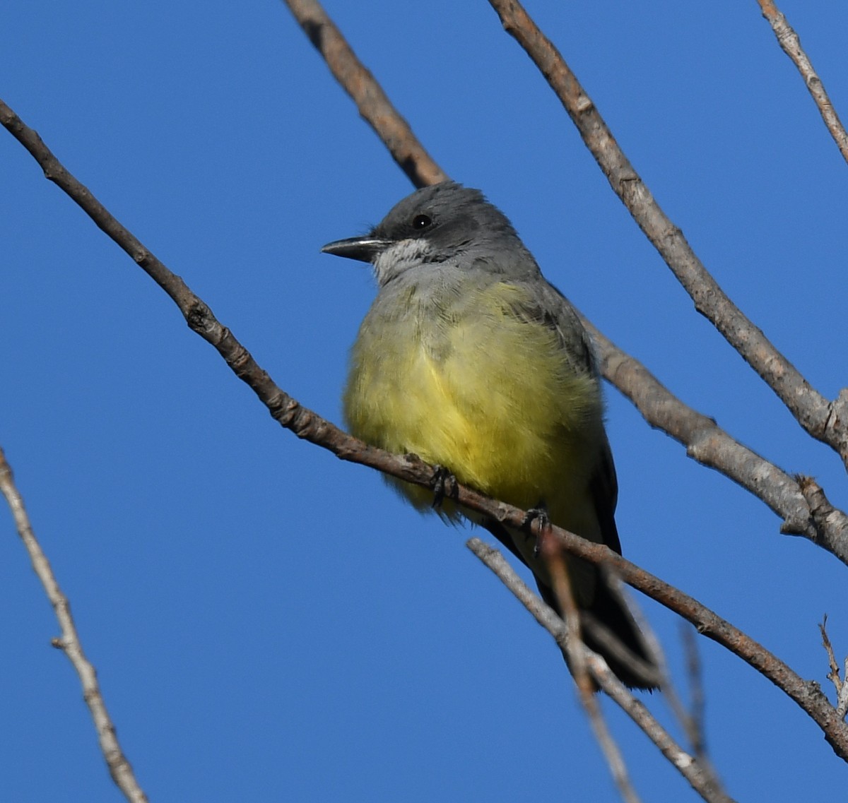 Cassin's Kingbird - Annie Flower