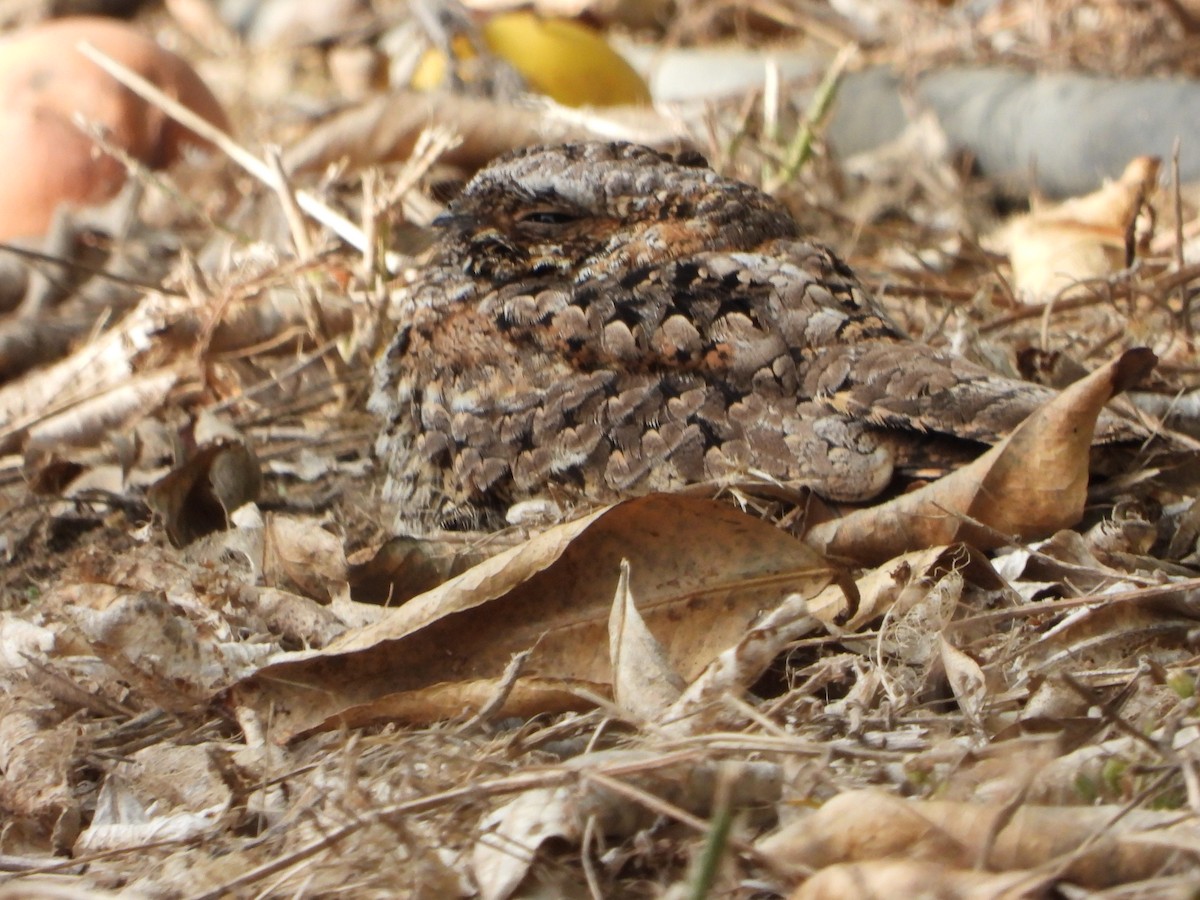 Common Poorwill - ML508033491