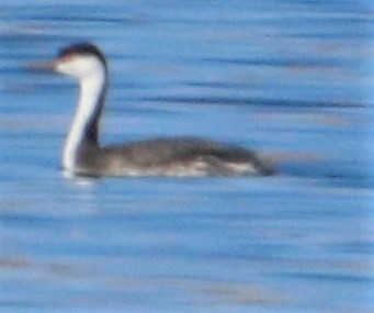 Western Grebe - ML508033561