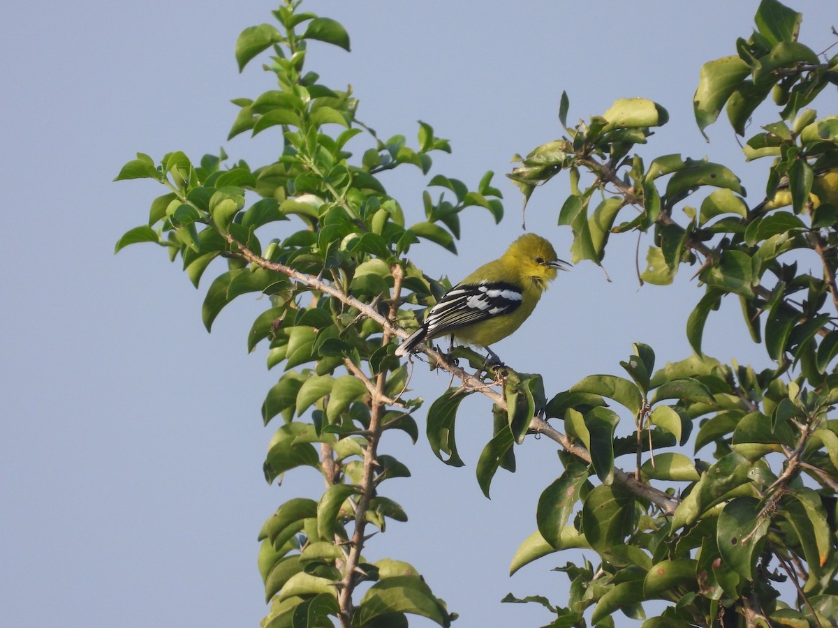 White-tailed Iora - ML508033631