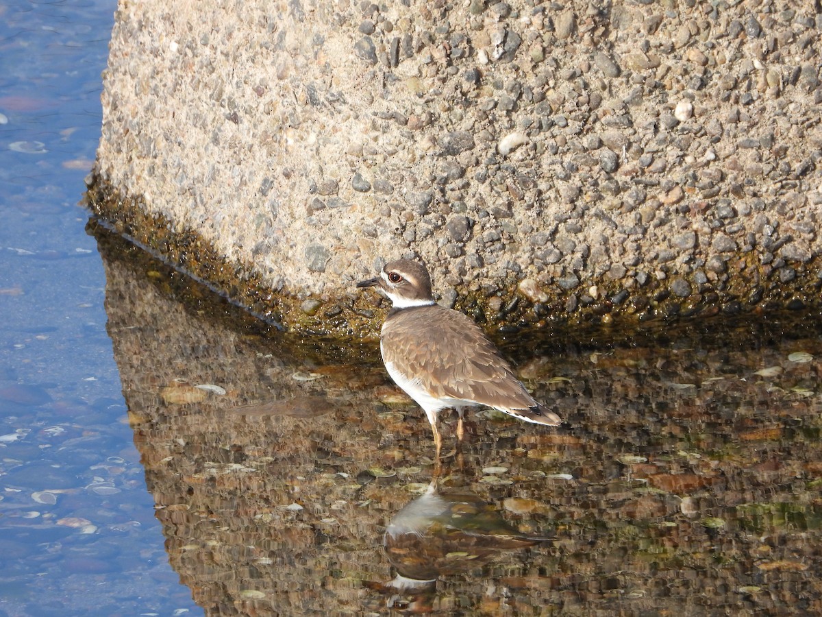 Killdeer - ML508034831