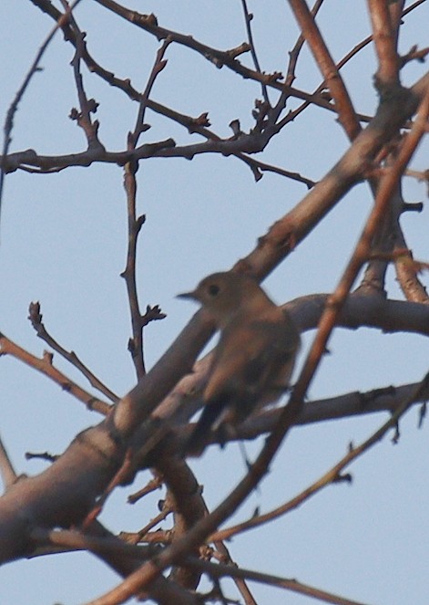 Taiga/Red-breasted Flycatcher - Waseem Bhat