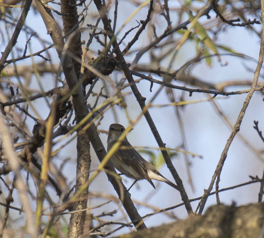 Papamoscas Boreal/Papirrojo - ML508035191