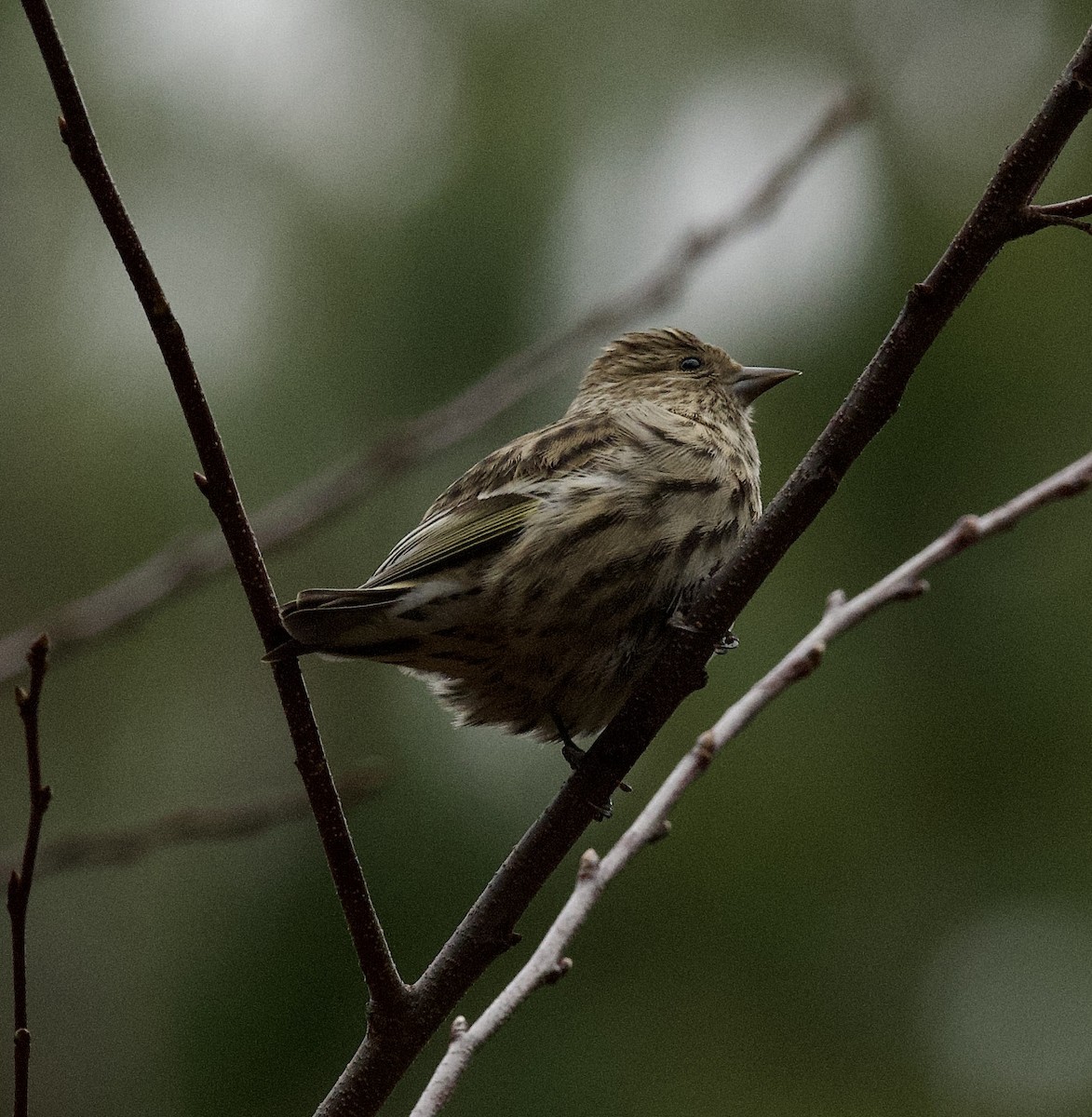 Pine Siskin - ML508035221