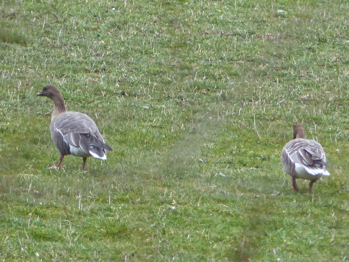 Pink-footed Goose - ML50803581