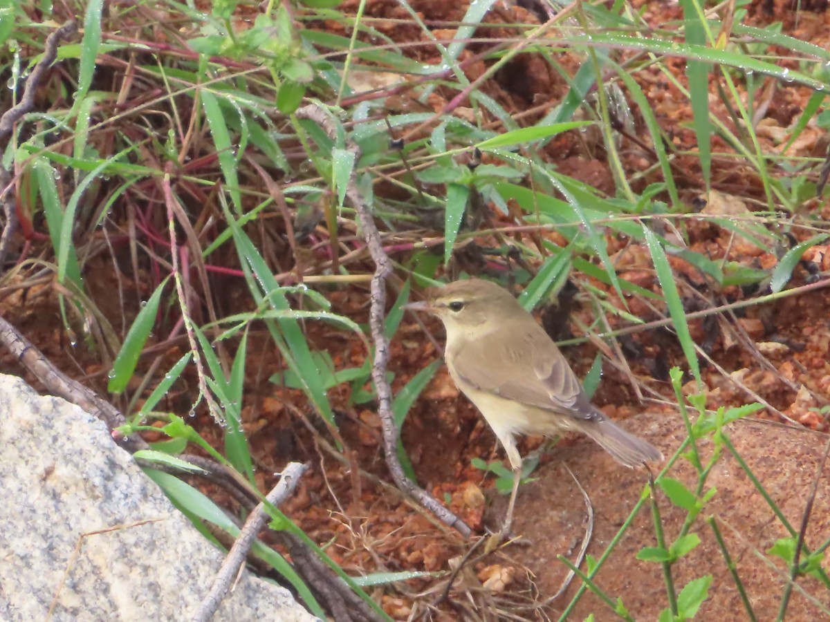 Booted Warbler - ML508036611