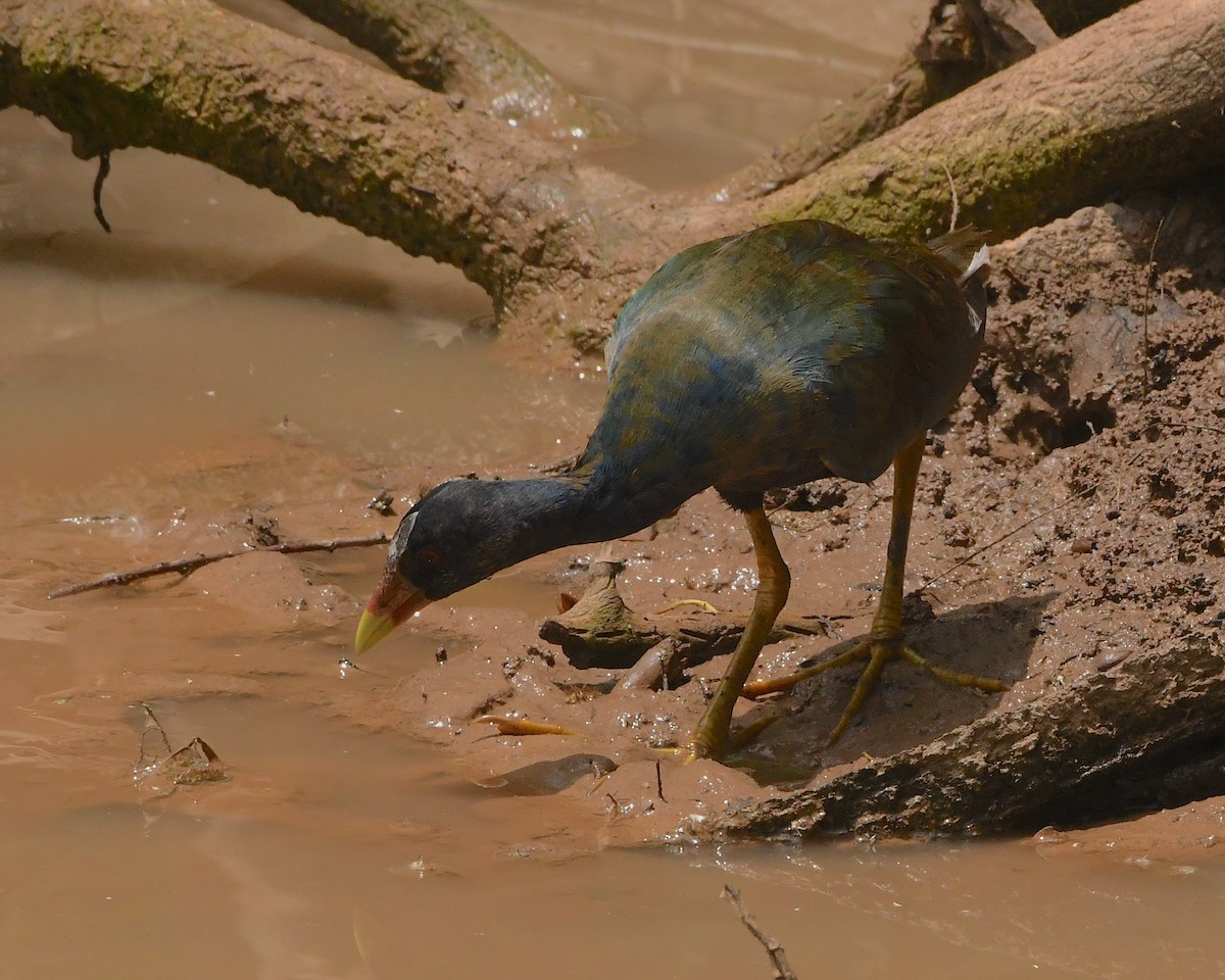 Purple Gallinule - ML508037011