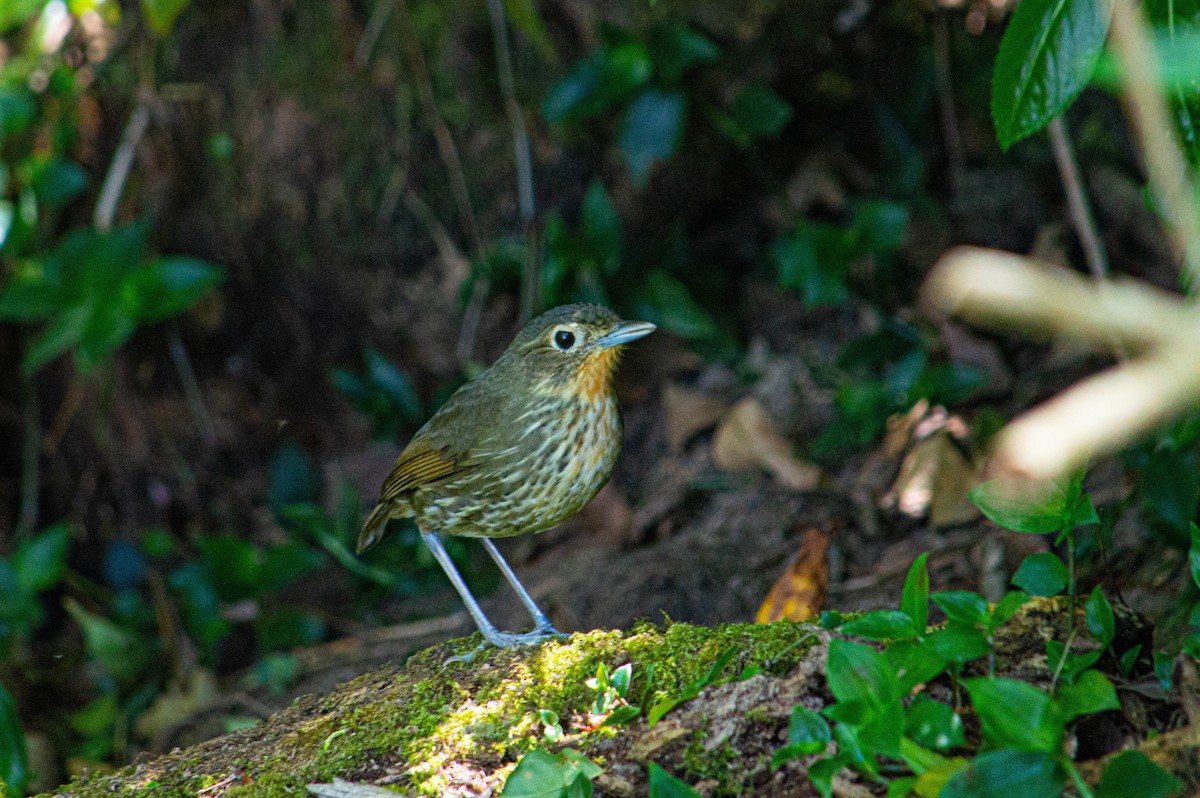 Santa Marta Antpitta - Juanca Sanabria