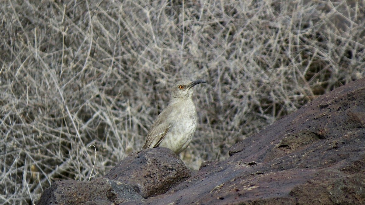 Curve-billed Thrasher - ML50803751