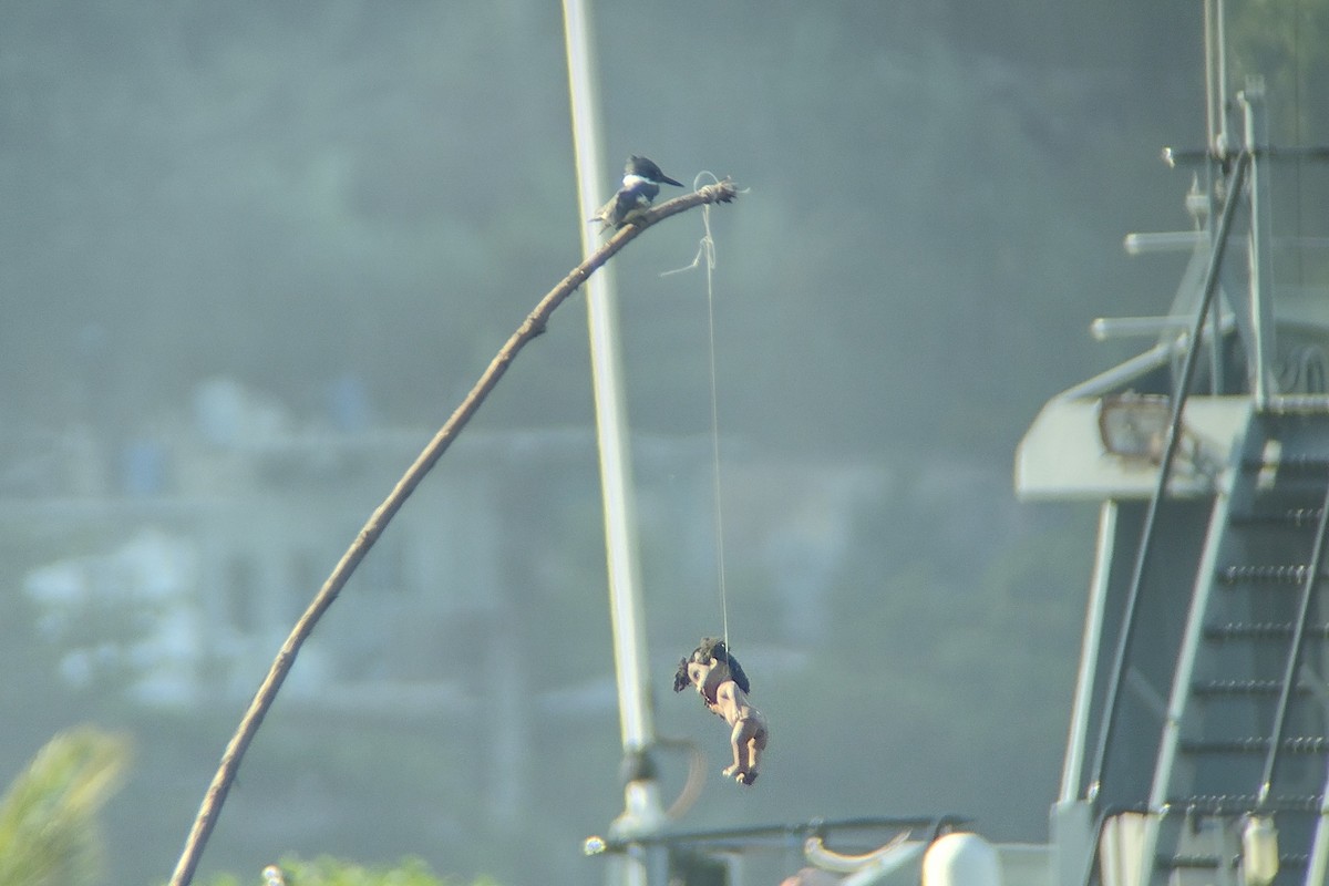 Belted Kingfisher - ML508038461