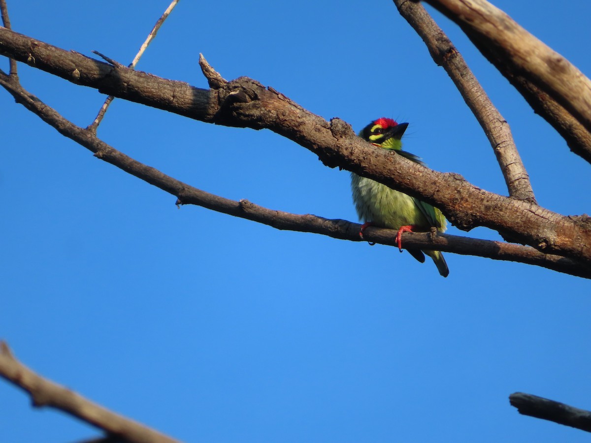 Coppersmith Barbet - ML508038901