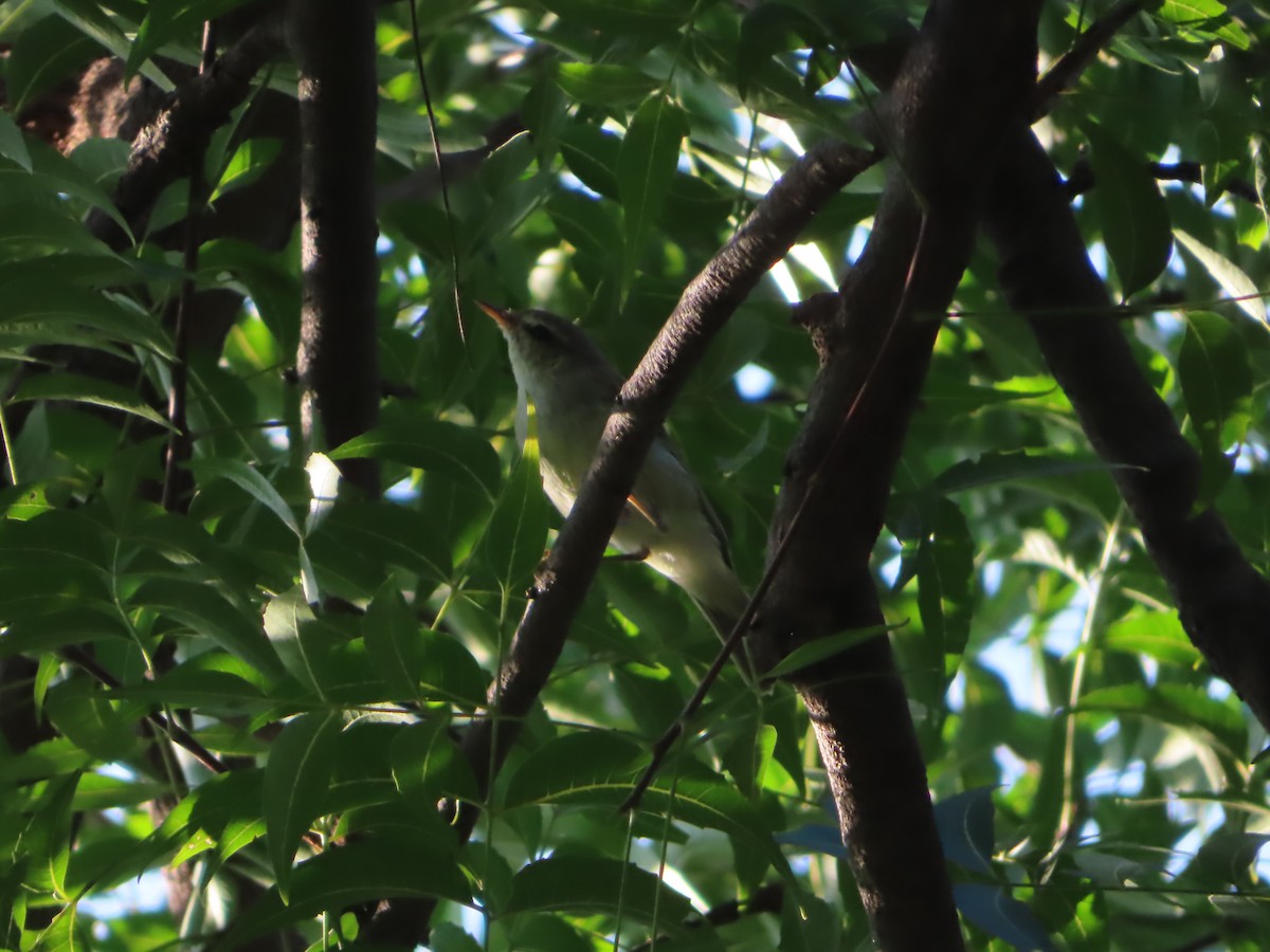 Blyth's Reed Warbler - ML508038971