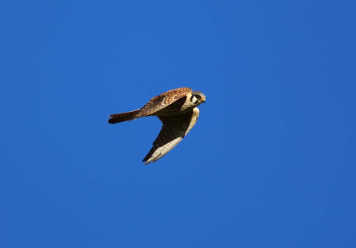 American Kestrel - Paul Fenwick