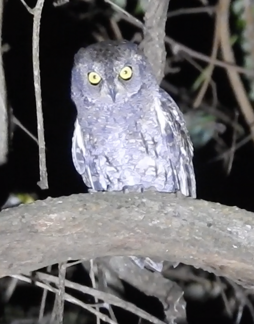 Oriental Scops-Owl (Walden's) - ML508040711
