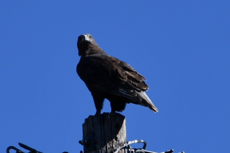 Ferruginous Hawk - ML508040791