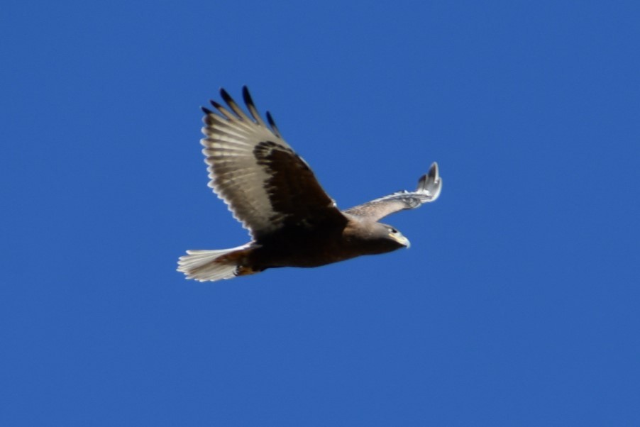 Ferruginous Hawk - Barbra Sobhani