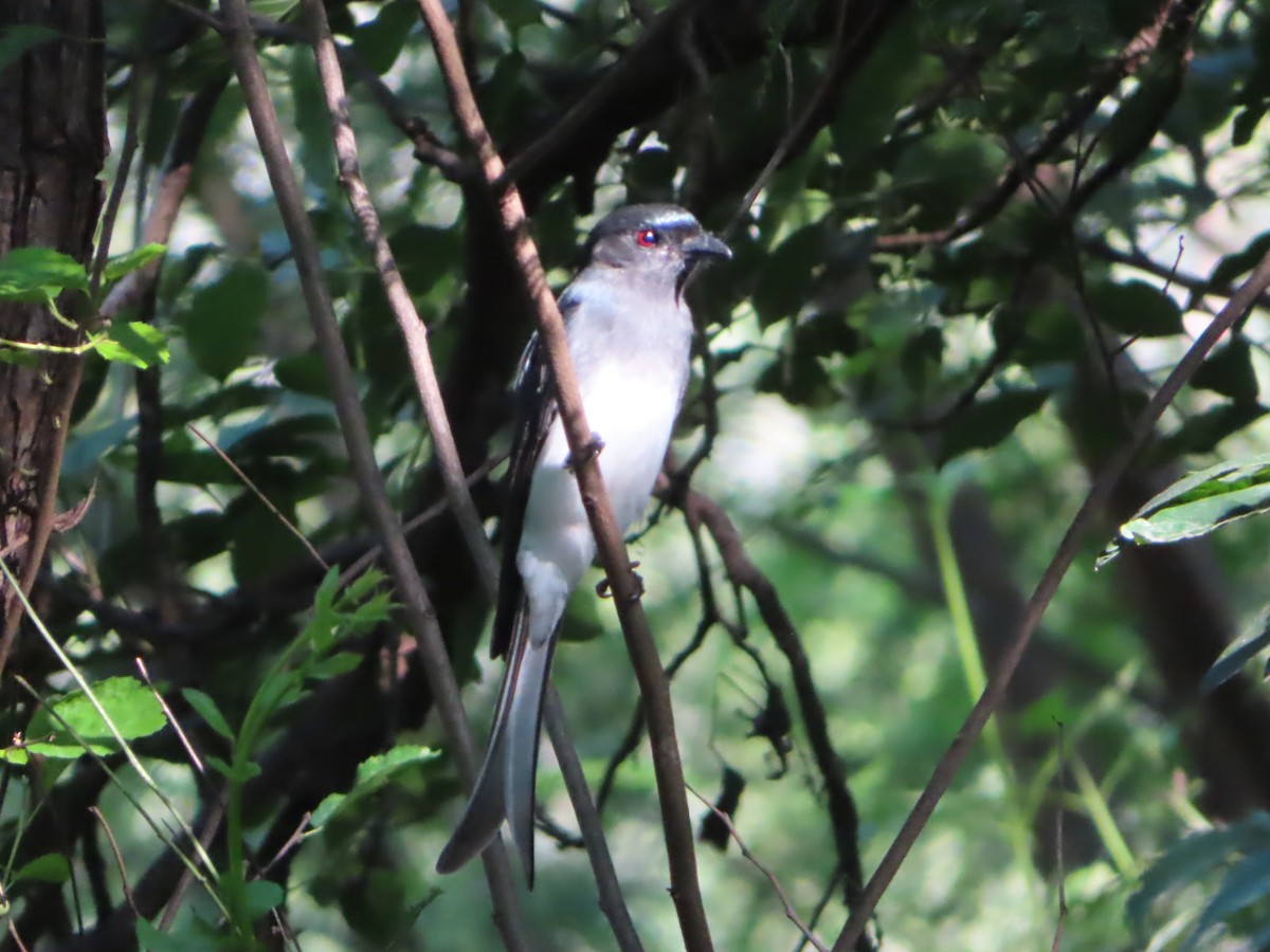 White-bellied Drongo - ML508041441