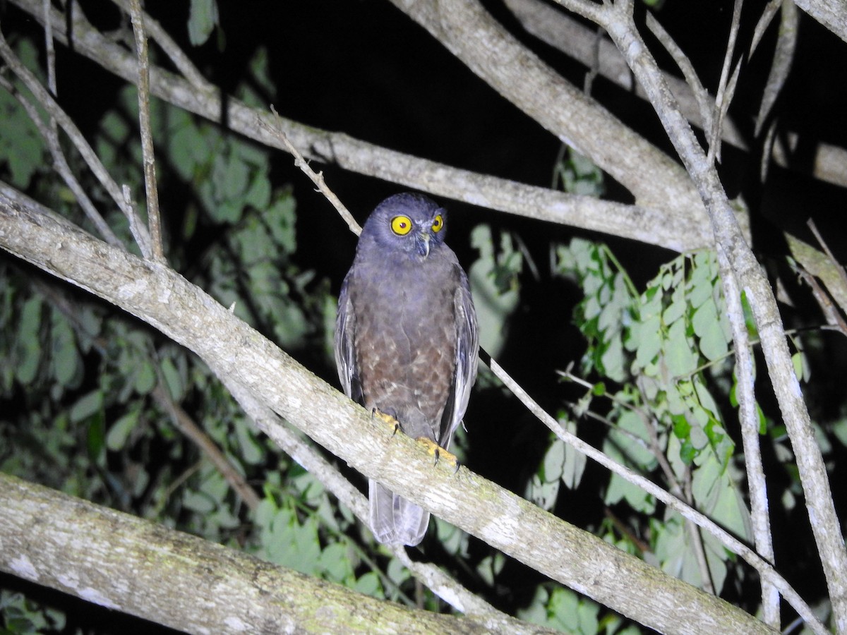 Hume's Boobook - ML508041461