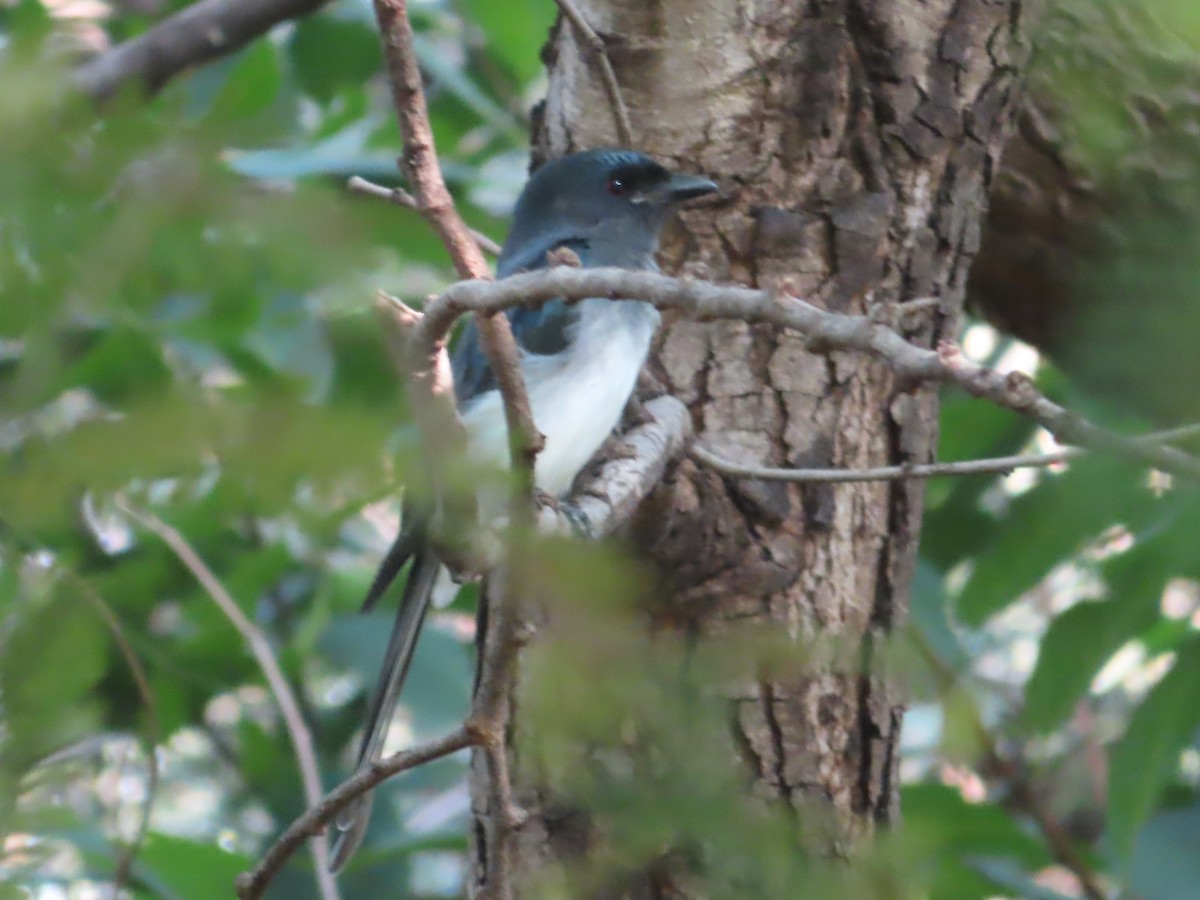 Drongo Ventriblanco - ML508041691