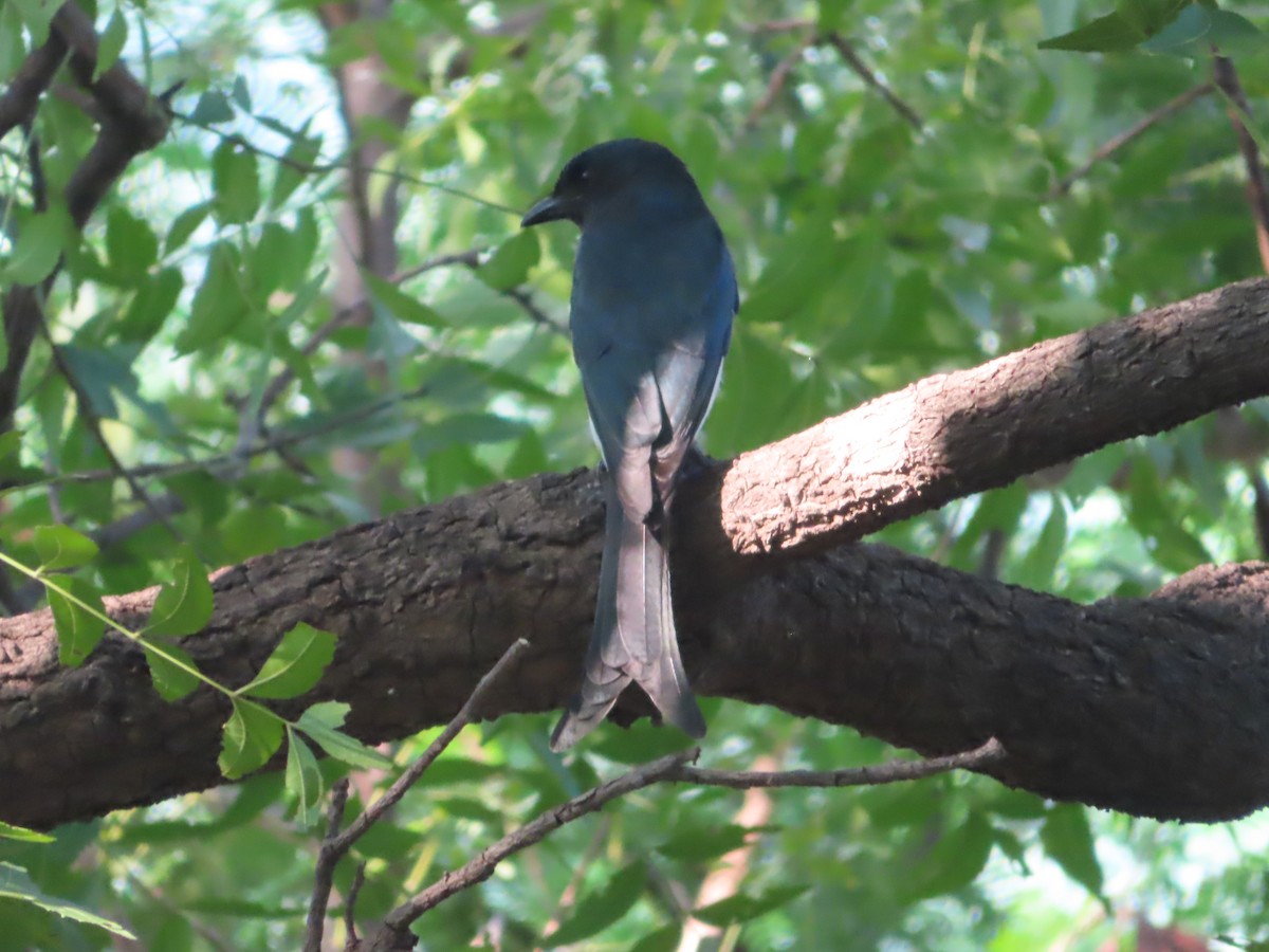 Drongo Ventriblanco - ML508041701