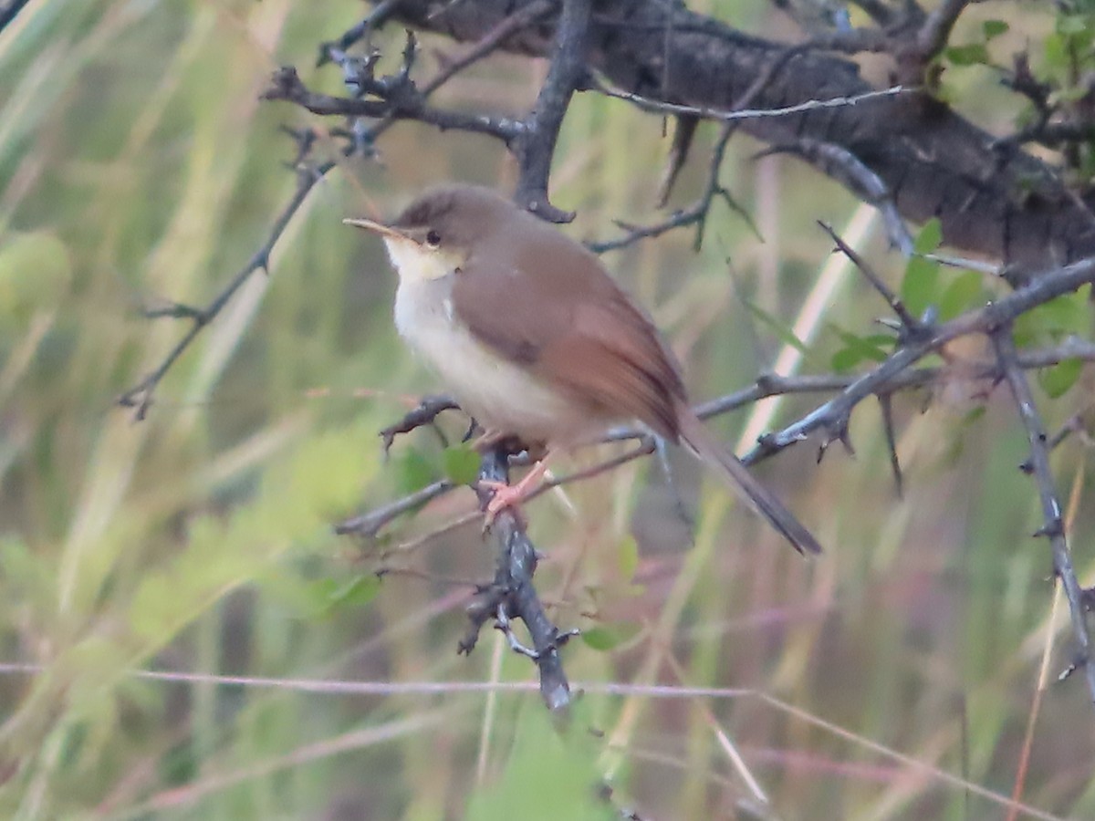 Plain Prinia - ML508041731