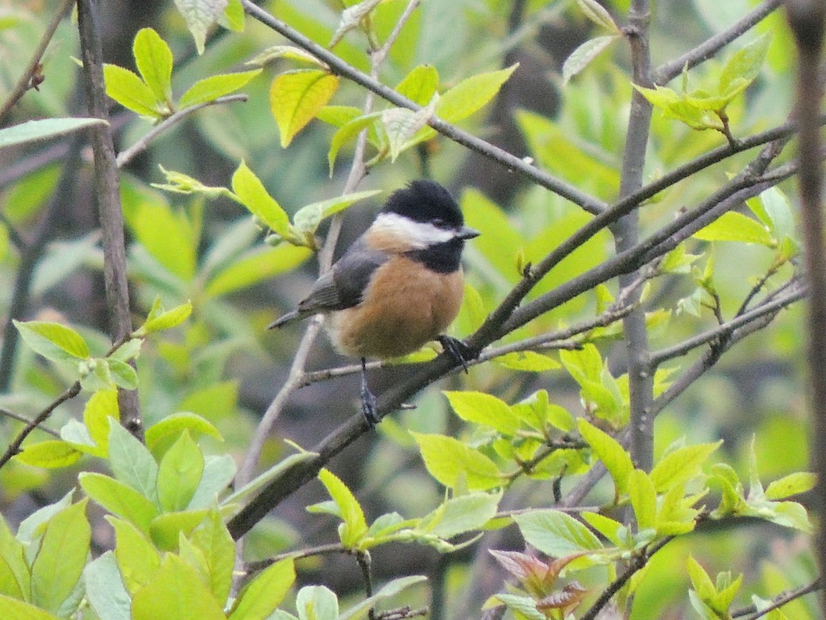 Pere David's Tit - ML508041861