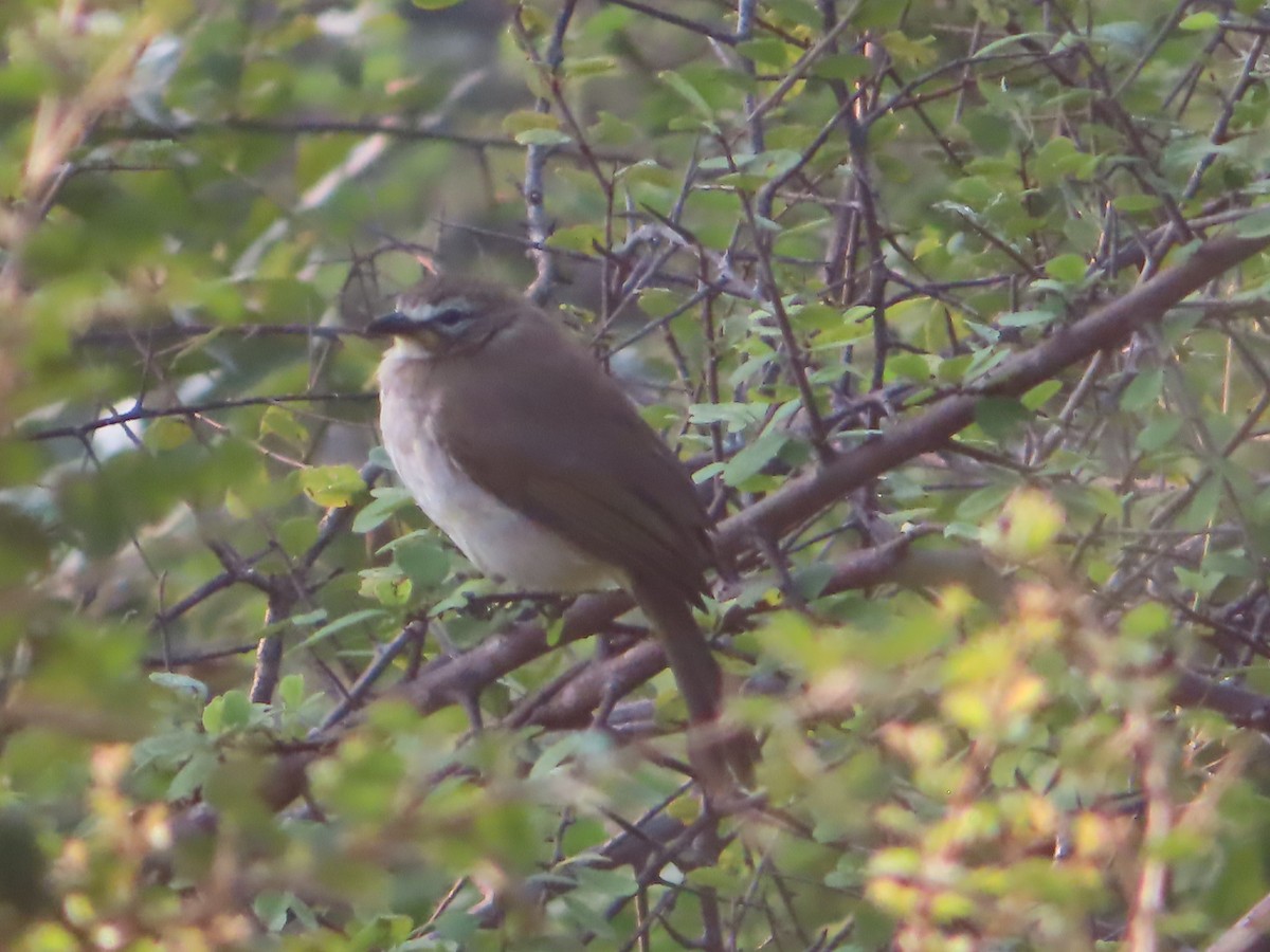 Bulbul à sourcils blancs - ML508041881