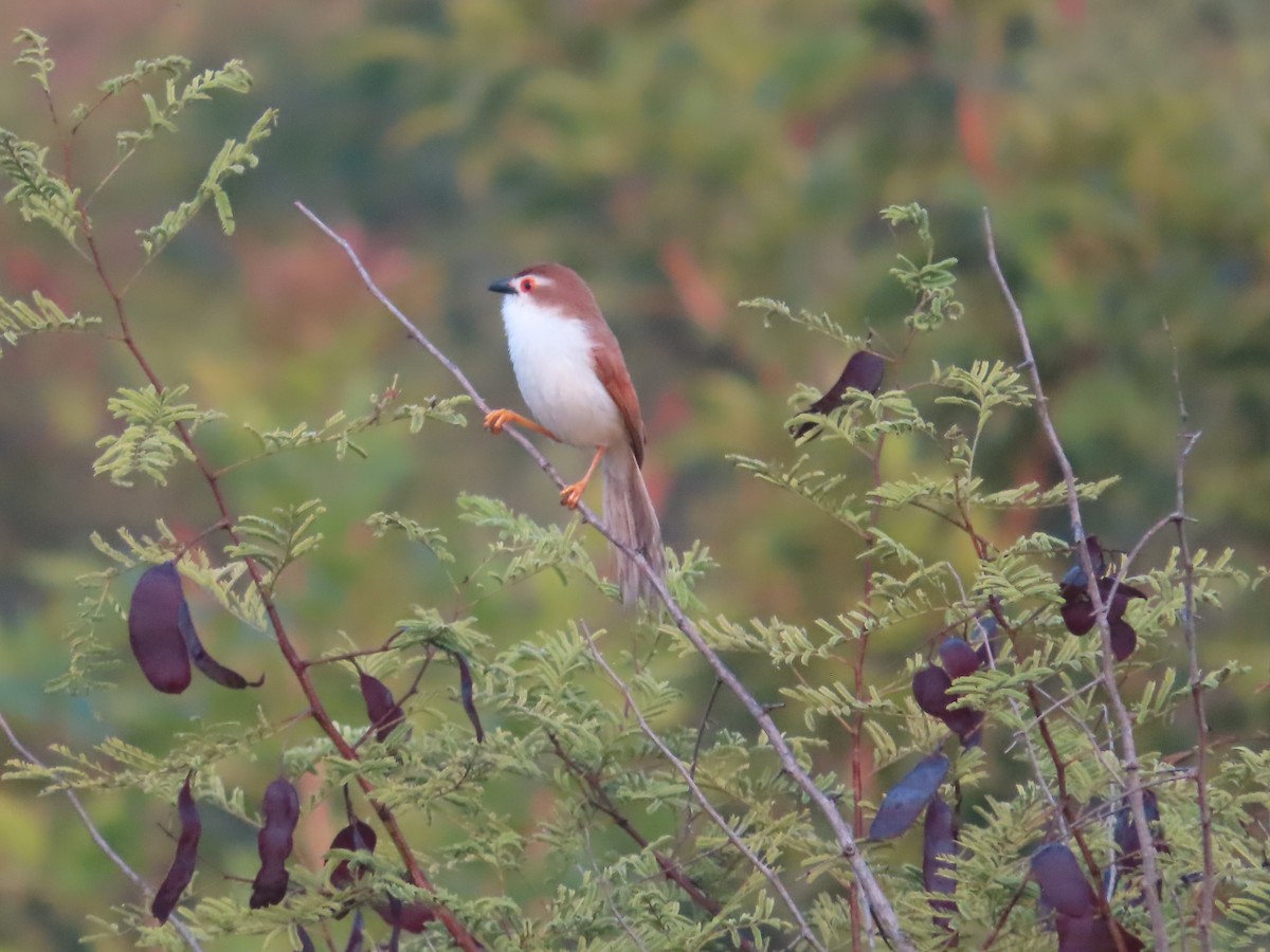 Yellow-eyed Babbler - ML508041911