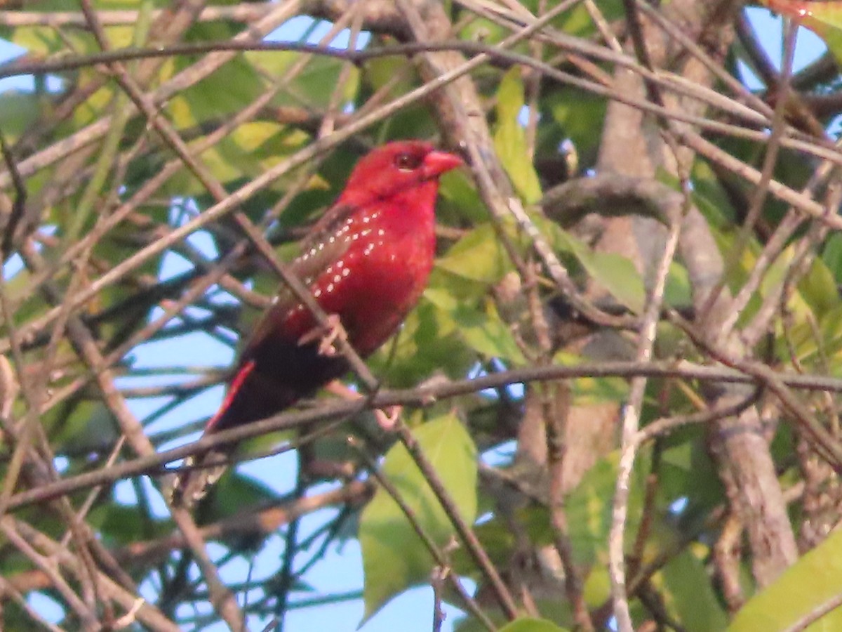 Red Avadavat - ML508041951