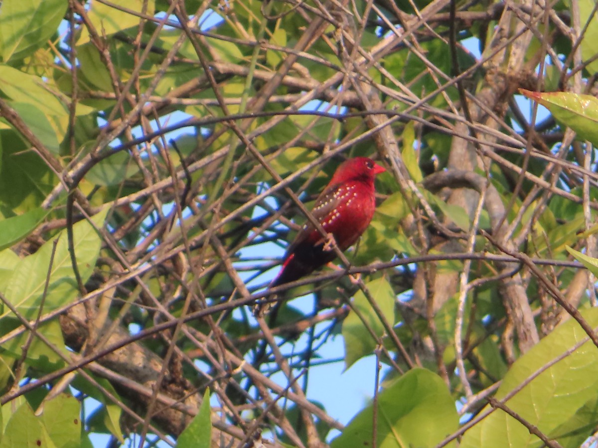 Bengali rouge - ML508041961