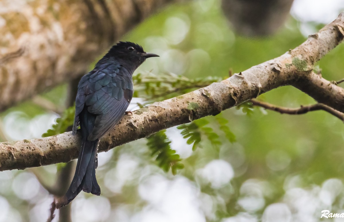 Cuclillo Drongo Coliahorquillado - ML508041971