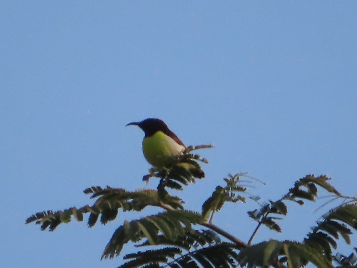 Purple-rumped Sunbird - ML508042111