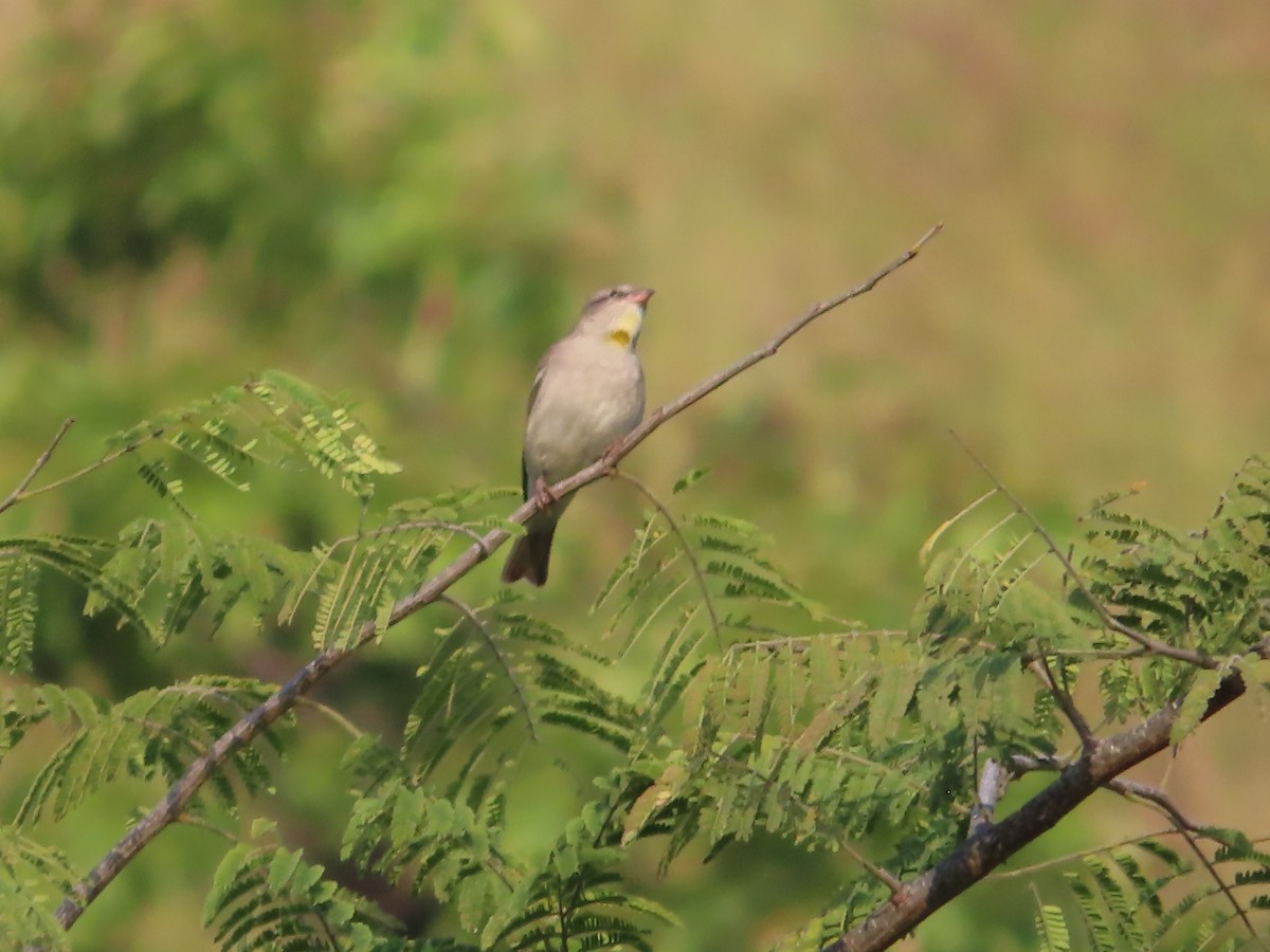 Yellow-throated Sparrow - ML508042251