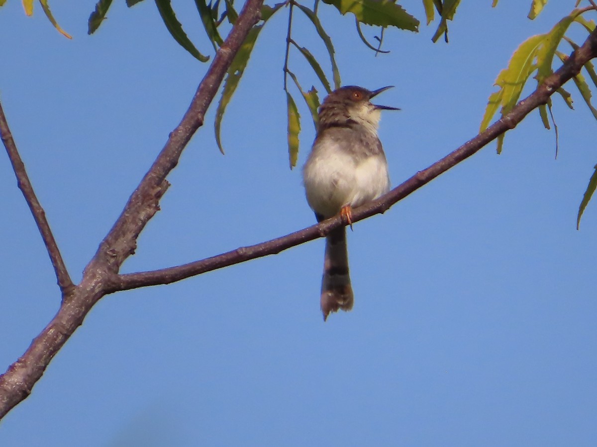 Gray-breasted Prinia - ML508042481