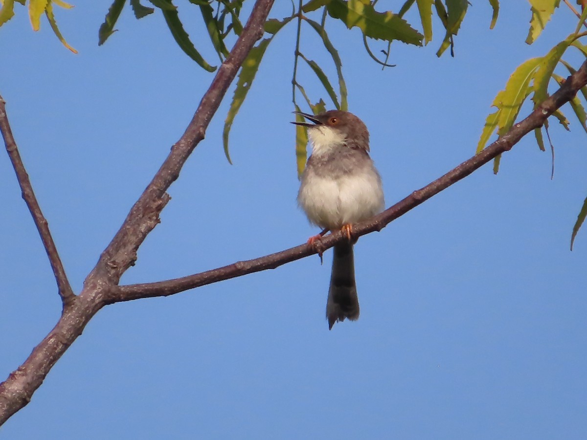 Gray-breasted Prinia - ML508042491