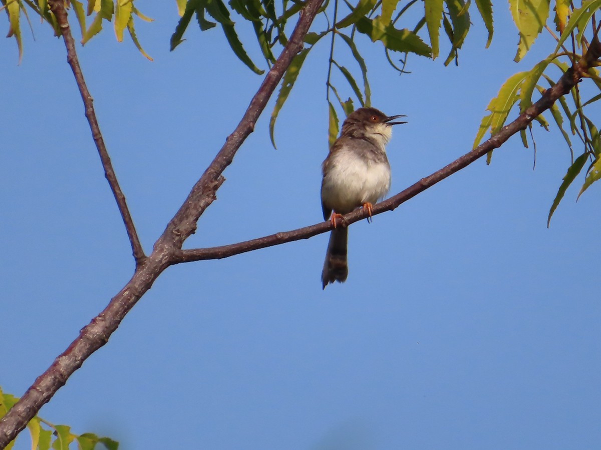 Prinia de Hodgson - ML508042501