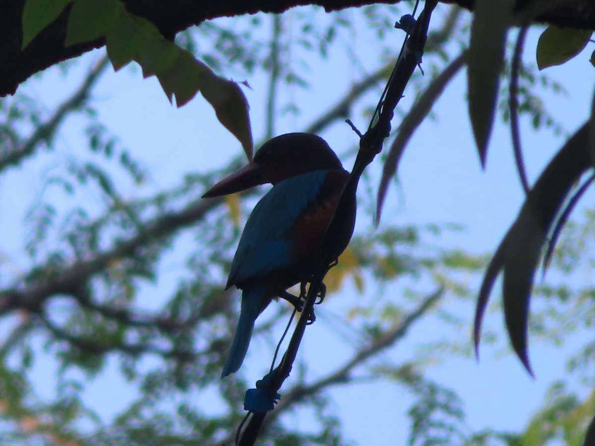 White-throated Kingfisher - ML508043821