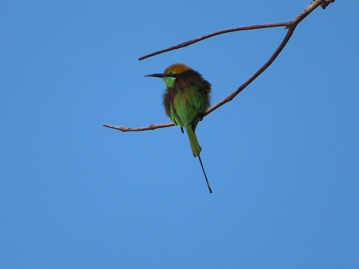 Asian Green Bee-eater - ML508043931