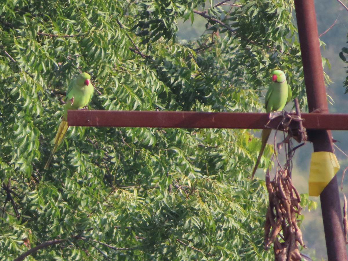 Rose-ringed Parakeet - ML508043981