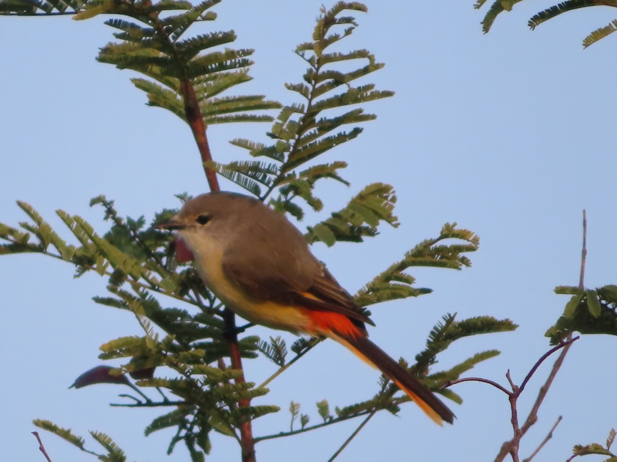 Small Minivet - ML508044041