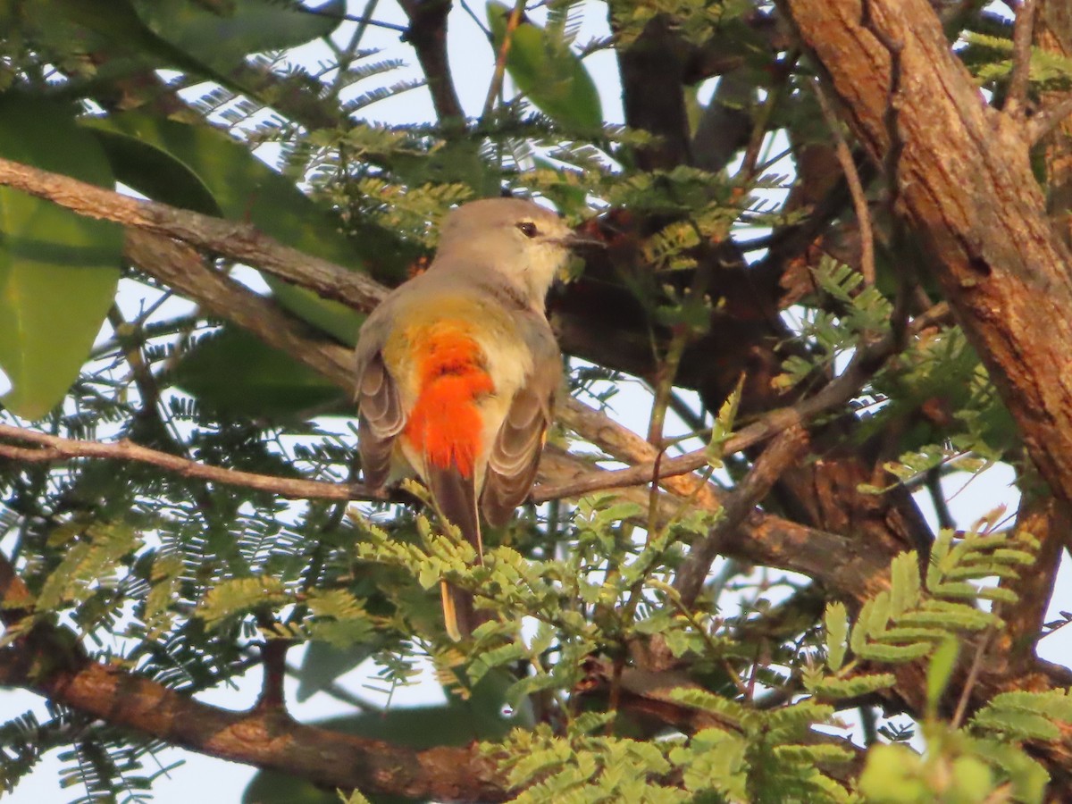 Small Minivet - ML508044051